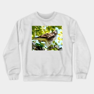 Colorado Red Tailed Hawk Crewneck Sweatshirt